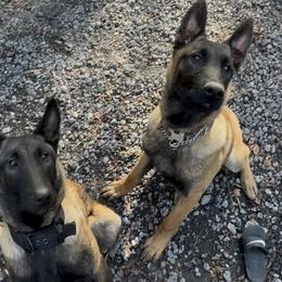Belgian Malinois, French Bulldogs, and Yorkshire Terriers from ColumbiaK9