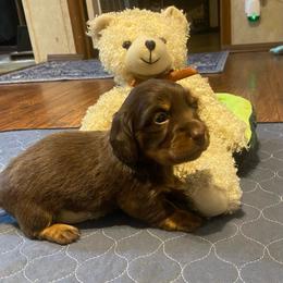 WILLOW CKC FULL RIGHTS - Chocolate and tan female Dachshund puppy in Elizabethtown, Kentucky from Teeny Tiny Puppy Tails