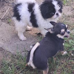 Chihuahua and Japanese Chin Puppies from Gift of Gods Favor