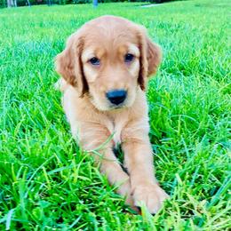 Nola - Dark golden female Golden Retriever puppy in Santa Ana, California from American Golden Retrievers