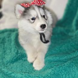 Silver bells - Gray and white female Siberian Husky puppy in Kansas City, Missouri from Anuun's Huskies