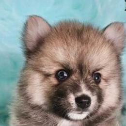 Pomskies from Wine Country Pomskies