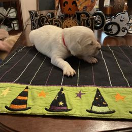 Golden Retriever Puppies from Tupelo Honey Farm's Golden Retrievers