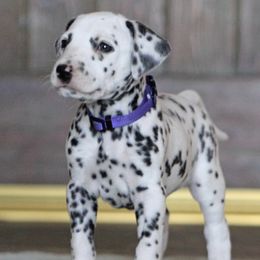 Dalmatians from Bully Market