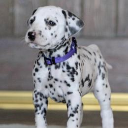 Dalmatians from Bully Market
