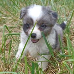 Blue Firefly - Blue merle male Miniature American Shepherd puppy in Cleveland, Ohio from Double Moon