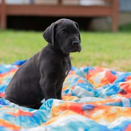 Great Dane Puppies from Genai Great Danes