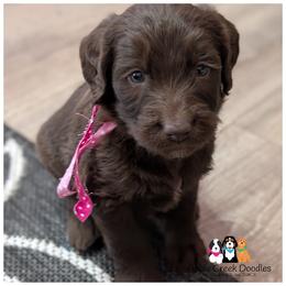 Adorable Chocolate Labradoodle Girls - Chocolate female Labradoodle puppy in Jeddo, Michigan from Apple Creek Doodles