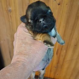 Abraham - Abe - Tricolor male Shih Tzu puppy in Palmyra, New York from Karen's Tzus of Palmyra-Macedon