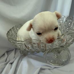 Farquad - White male Chihuahua puppy in Austin, Indiana from Dog Bones N Harmony