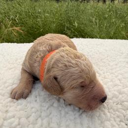 Cedar - Apricot male Goldendoodle puppy in Redding, California from O’Hara  Doodles