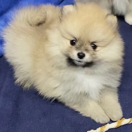 Gemma - Pomeranian