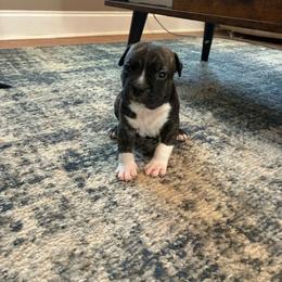 Vision - Brown brindle male American Staffordshire Terrier puppy in Byron, Georgia from Lelani