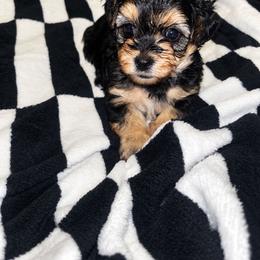 Mary Ann 2500 - Black and tan female Yorkipoo puppy in Gastonia, North Carolina from Banks Dynasty Kennel