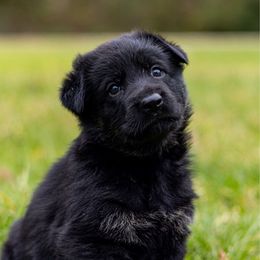 Rysa - Bi-color female German Shepherd puppy in Hammond, Louisiana from Von LaMarca German Shepherds