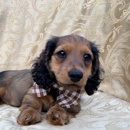 Dachshund Puppies from Hidden Haven Dachshunds