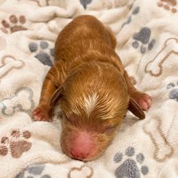 Honey - Red  female Goldendoodle puppy in Cumberland, Rhode Island from minigoldendoodlesofRI