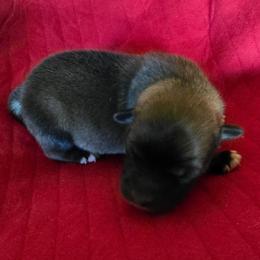Aspen - Red and white female Icelandic Sheepdog puppy in Mariposa, California from Glacier Point Icelandics