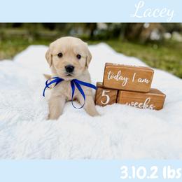 Golden Retriever Puppies from All shades Golden