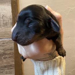Henry - Black and tan male Dachshund puppy in Mountain Home, Arkansas from The Teacup Homestead Miniature Dachshunds