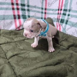 Indy - Lilac female Boston Terrier puppy in Millers Creek, North Carolina from Tumbling Shoals Hilltop Bostons