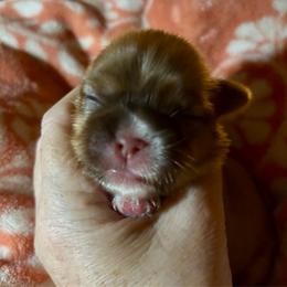 CKC Jamie - Chocolate and tan female Shih Tzu puppy in Skipperville, Alabama from Nay Nay’s Babies