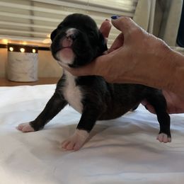 "Female Reverse Brindle 2 wks pic 2 of 2" Boxer Puppies from Justified Boxers