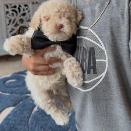 Spade - Cream male Goldendoodle puppy in Richmond, Texas from Harper’s Heartbeats