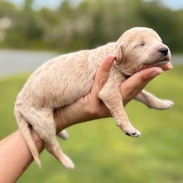 Jean ( Phoenix) - Apricot female Poodle puppy in Spring Hill, Florida from Lecanto Puppy