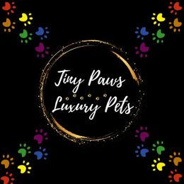 Biewer Terrier, Yorkipoo, and Yorkshire Terrier Puppies from Tiny Paws Luxury Pets