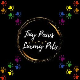 Biewer Terrier, Yorkipoo, and Yorkshire Terrier Puppies from Tiny Paws Luxury Pets