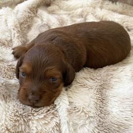 Mousse - Chocolate and tan male Dachshund puppy in Trenton, Florida from Tweenie Weenie Dachshunds