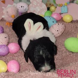 Berlin - Black and white female Bernedoodle puppy in Beecher, Illinois from Erica’s Doodles