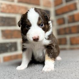 Boy 5 - male Miniature Australian Shepherd puppy in Stockton, Missouri from Kizmit Farmz
