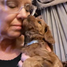 Goldendoodle Puppies from Schaefer Acres Doodles and Shepherds