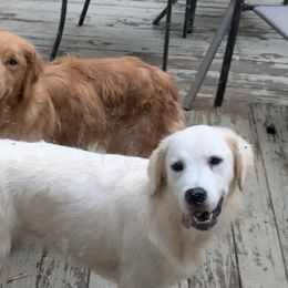 Golden Retriever Puppies from Candy Rock Golden Retrievers
