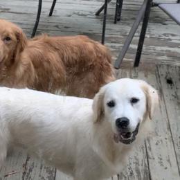 Golden Retriever Puppies from Candy Rock Golden Retrievers