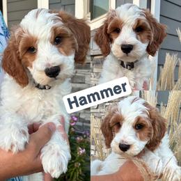 Hammer - Parti male Goldendoodle puppy in Sioux Falls, South Dakota from Dolly's Doodles