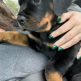 Rottweiler Puppies from Come what May Rottweillers & rescues llc