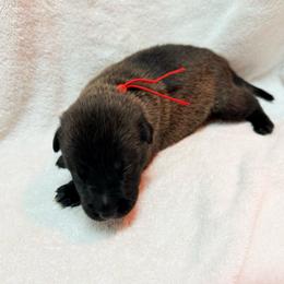 Red Collar - Mahogany male Belgian Malinois puppy in Trenton, Georgia from Laeknir K9