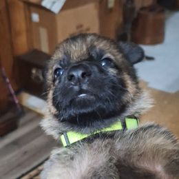 Girl 5 - Sable female German Shepherd puppy in Oconomowoc, Wisconsin from Vom Haus Borchardt GSD Kennels