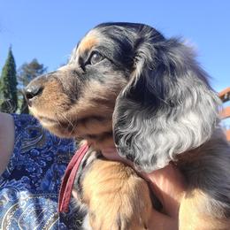 Rascal - Dapple male Dachshund puppy in Salinas, California from Maverick Kennels