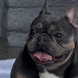 French Bulldogs from Haus of Pawz