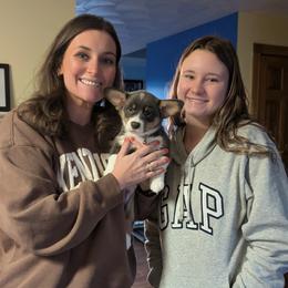 American Corgi and Border Collie Puppies from Duncan's Border Collies and Corgis