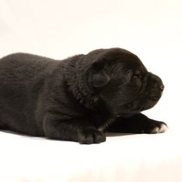 Boy 1 - Black German Shepherd puppy in Buckhannon, West Virginia from Kennel zu Trojas Ehren