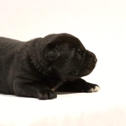 Boy 1 - Black German Shepherd puppy in Buckhannon, West Virginia from Kennel zu Trojas Ehren