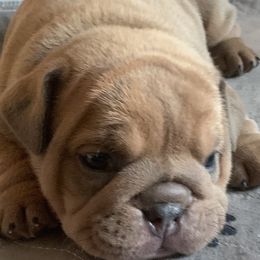 Bulldogs from Erimis Bulldogs