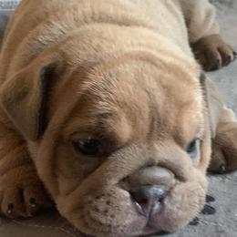 Bulldogs from Erimis Bulldogs