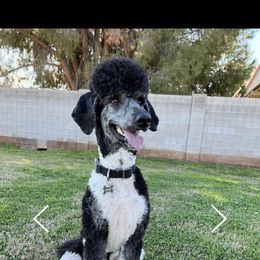 Bear - Poodle