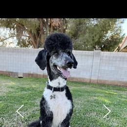 Bear - Poodle